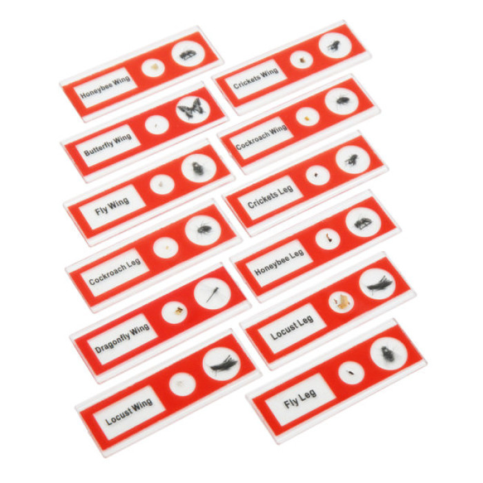 Набір мікропрепаратів Sigeta Entrance Будова комах (12 шт) (65122)