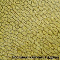 Мікроскоп Bresser Biolux LCD Touch 50x-2000x (5201020) (928558)