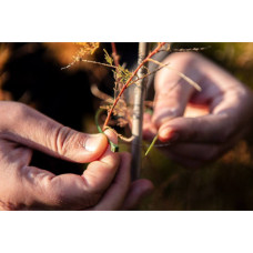 Стяжка Neo Tools 50шт, пластик, 4.8х160мм, зелена (15-979)