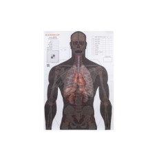 Мішень Алебарда "Анатомический силуэт" ALB-50 (566)