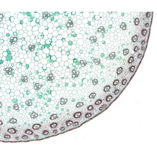 Набір мікропрепаратів Bresser високоякісних 10 шт (5984500) (931509)