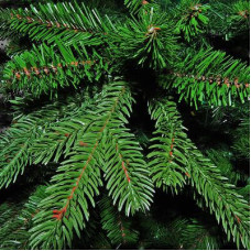 Штучна сосна Triumph Tree Forest Frosted зелена з інеєм 3,05 м (8711473151534)