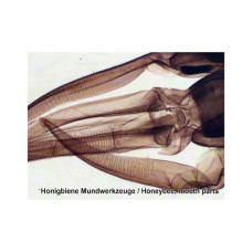 Набір мікропрепаратів Bresser 100 шт (5986003) (931508)